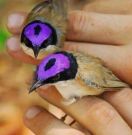 Purple-crowned Fairywren From Pinterest
