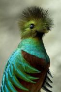 Resplendent Quetzal From Pinterest