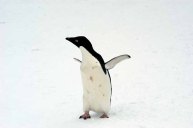 Adelie Penguin (Pygoscelis adeliae) by Bob-Nan