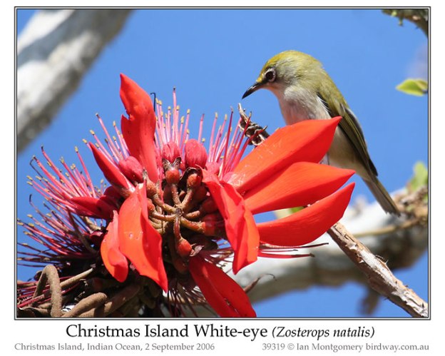Christmas Island White-eye (Zosterops natalis) by Ian