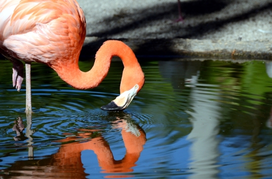 Flamingo by Dan' at Flamingo Gardens 