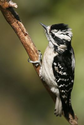 Downy Woodpecker (Picoides pubescens) Female-lacks red patch on back ©WikiC