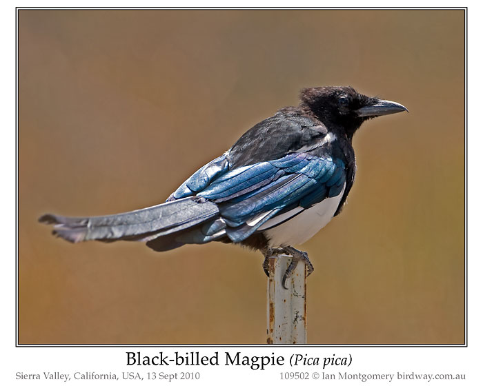 Black-billed Magpie (Pica hudsonia) by Ian