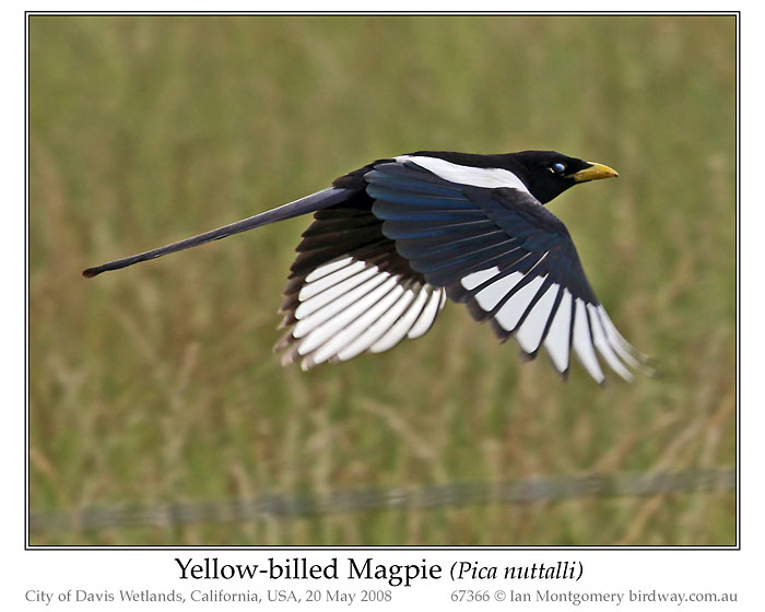 Black-billed Magpie (Pica hudsonia) by Ian