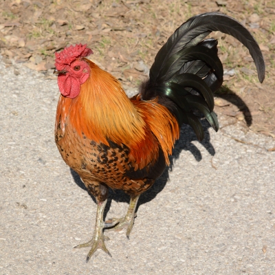 Gallic Chicken (Gallus gallus domesticus) ©WikiC