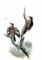 Papuan Treecreeper (Cormobates placens) ©Drawing WikiC