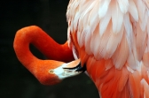 American Flamingo by Dan