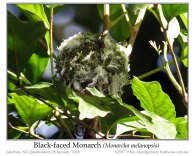 Black-faced Monarch (Monarcha melanopsis) Nest by Ian