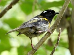 Stitchbird (Notiomystis cincta) by Tom Tarrant