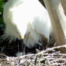 Snowy Egret in Nest with babies by Lee
