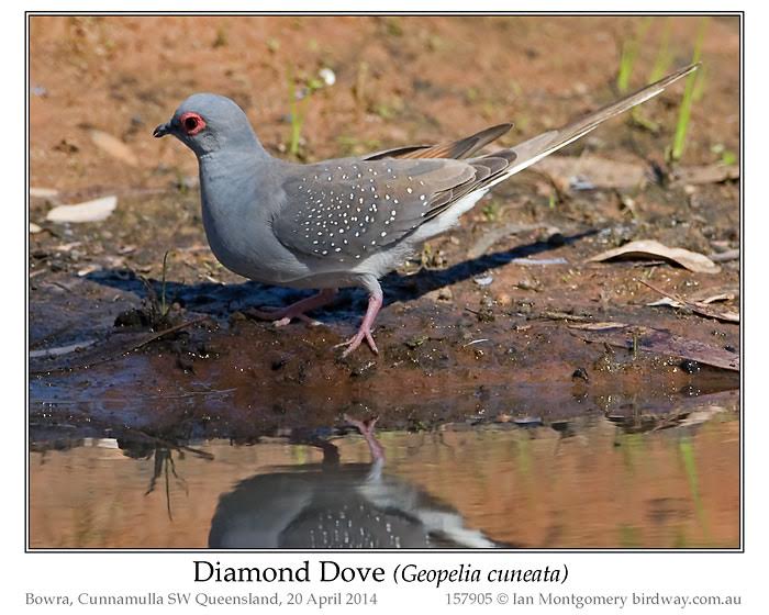 Diamond Dove (Geopelia cuneata) by Ian 1
