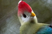 Red-crested Turaco (Tauraco erythrolophus) by Dan