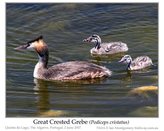 Great Crested Grebe (Podiceps cristatus) by Ian