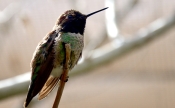 Anna's Hummingbird (Calypte anna) Desert Museum-Tuscon by Dan