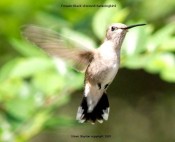 Black-chinned Hummingbird (Archilochus alexandri) F by S Slayton