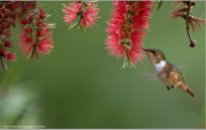 Scintillant Hummingbird (Selasphorus scintilla) in Flight by Raymond Barlow