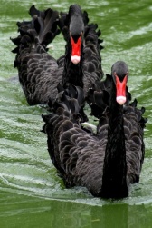 Black Swan (Cygnus atratus) with Cygnets ©Broadmoor