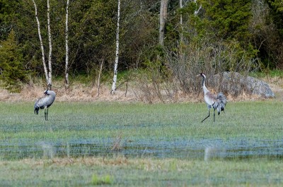 Common Crane in Estonia ©WikiC