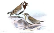 Chestnut-headed Sparrow-Lark (Eremopterix signatus) ©Drawing WikiC