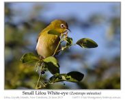 Small Lifou White-eye (Zosterops minutus) by Ian