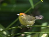 Rufous-capped Babbler (Stachyridopsis ruficeps) ©WikiC