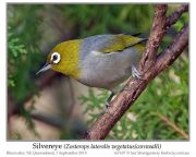 Silvereye (Zosterops lateralis) by Ian