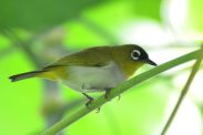 Black-crowned White-eye (Zosterops atrifrons) ©WikiC