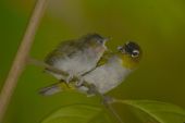 Black-crowned White-eye (Zosterops atrifrons) Feeding Young ©WikiC