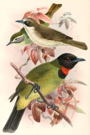 Thick-billed Heleia (Heleia crassirostris) Middle bird ©Drawing WikiC