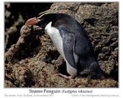 Snares Penguin (Eudyptes robustus) by Ian