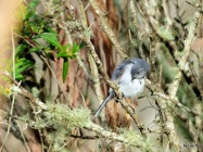 Blue-grey Gnatcatcher preening at Circle B by Lee