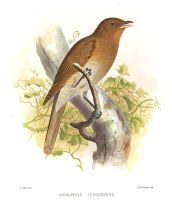Rufous-brown Solitaire (Cichlopsis leucogenys) ©WikiC