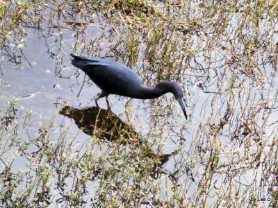 Little Blue Heron searching at S Lake Howard Park by Lee