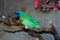Blue-masked Leafbird (Chloropsis venusta) ©Flickr Russ Glasson