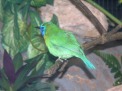 Blue-masked Leafbird (Chloropsis venusta) ©Online Zoo