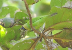 Jerdon's Leafbird (Chloropsis jerdoni) male WikiC