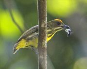 Yellow-breasted Flowerpecker (Prionochilus maculatus) by ©Wiki