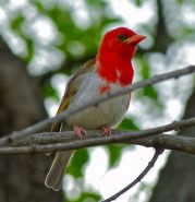 Red-headed Weaver (Anaplectes rubriceps) ©WikiC