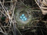 Dunnock (Prunella modularis) Nest and Eggs ©WikiC