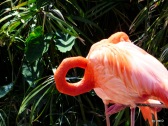 Flamingo at Gatorland - 3-8-16 by Lee
