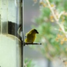 Goldfinches at feeders by Lee thru screen