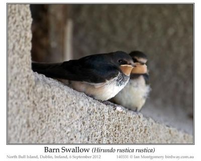 Barn Swallow (Hirundo rustica rustica) by Ian