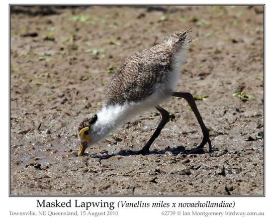 Masked Lapwing (Vanellus miles x novaehollandiae) Immature by Ian 6