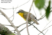 Yellow-breasted Chat (Icteria virens) by Kent Nickell
