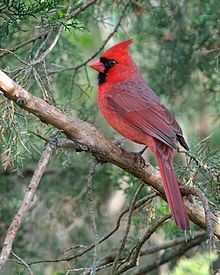 Northern Cardinal Male ©WikiC