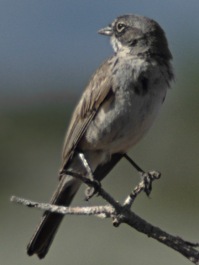 Sagebrush Sparrow (Artemisiospiza nevadensis) ©Wiki
