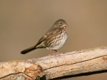 Thick-billed Fox Sparrow (Passerella megarhyncha) ©WikiC