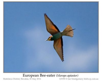European Bee-eater (Merops apiaster) by Ian