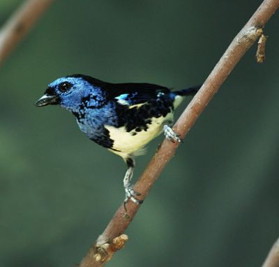 Turquoise Tanager (Tangara mexicana) ©WikiC