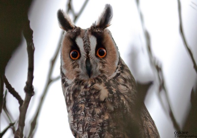 Long-eared Owl (Asio otus) ©Flickr Slgurossom